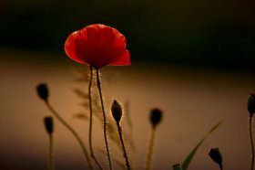 spalt-mohn-10