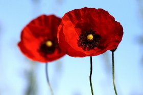 spalt-mohn-02