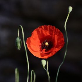 spalt-mohn-03