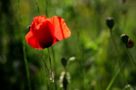 spalt-mohn-06