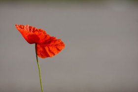 spalt-mohn-09